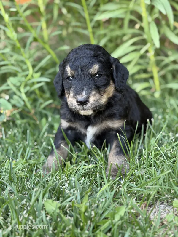 Scout – Golden Retriever, Poodle - Standard  puppy for sale in Show Low, AZ