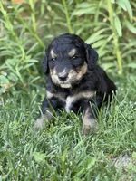 Scout, a male Golden Retriever and Poodle - Standard  for sale in Show Low, AZ – 1 of 5