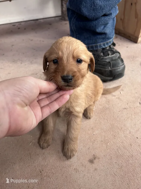 Buddy (orange) – Golden Retriever puppy for sale in Show Low, AZ