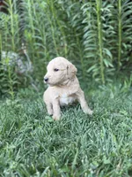 Cooper, a male Goldendoodle for sale in Show Low, AZ – 2 of 3