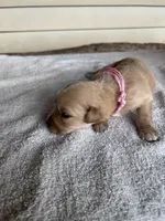 Roxie (pink), a female Golden Retriever for sale in Show Low, AZ – 3 of 6