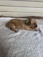 Duke (green), a male Golden Retriever for sale in Show Low, AZ – 4 of 6