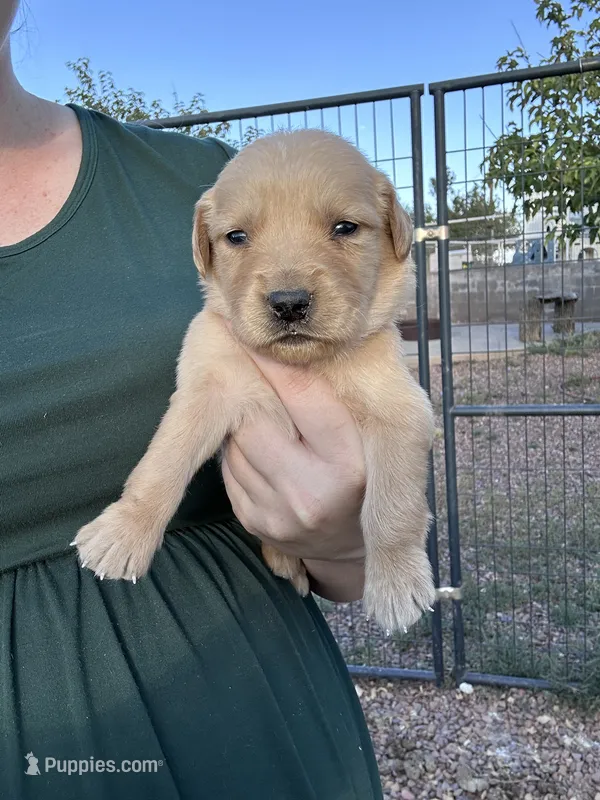 Roxie (pink) – Golden Retriever puppy for sale in Show Low, AZ