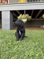Coal, a male Goldendoodle for sale in Show Low, AZ – 2 of 5