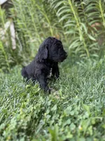 Coal, a male Goldendoodle for sale in Show Low, AZ – 2 of 3