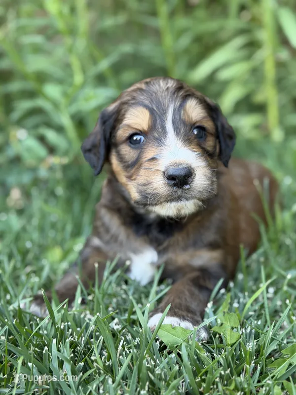 Finn – Goldendoodle puppy for sale in Show Low, AZ