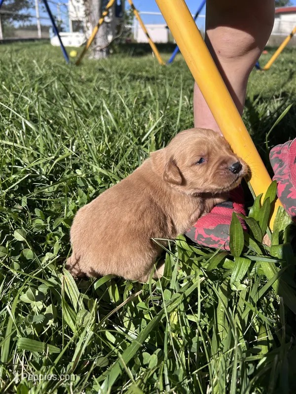 Jake (blue) – Golden Retriever puppy for sale in Show Low, AZ