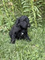 Poppy, a female Goldendoodle for sale in Show Low, AZ – 2 of 3