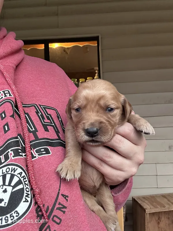 Duke (green) – Golden Retriever puppy for sale in Show Low, AZ