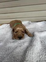 Duke (green), a male Golden Retriever for sale in Show Low, AZ – 2 of 6