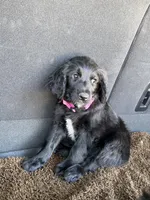 Winnie, a female Goldendoodle for sale in Show Low, AZ – 2 of 6