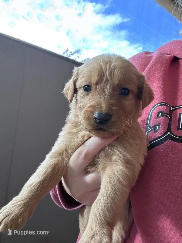 Max (Teal) – Golden Retriever puppy for sale in Show Low, AZ