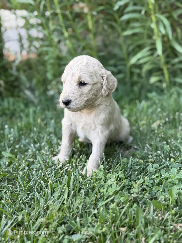 Luna  – Goldendoodle puppy for sale in Show Low, AZ