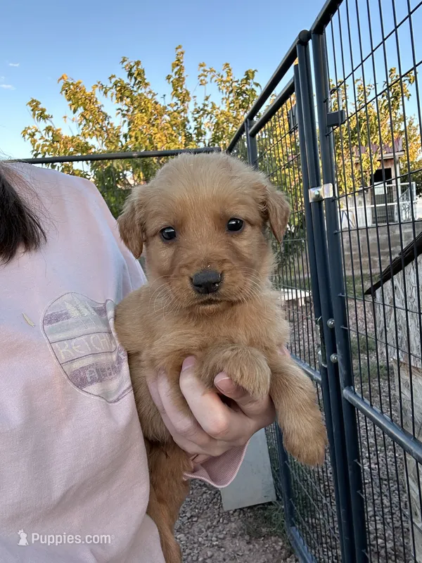Max (Teal) – Golden Retriever puppy for sale in Show Low, AZ