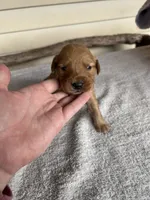 Cooper (lime green), a male Golden Retriever for sale in Show Low, AZ – 1 of 6