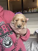 Marley (purple), a female Golden Retriever for sale in Show Low, AZ – 2 of 7