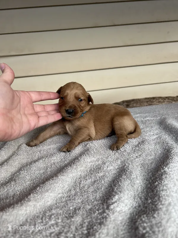 Max (Teal) – Golden Retriever puppy for sale in Show Low, AZ