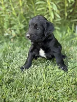 Winnie, a female Goldendoodle for sale in Show Low, AZ – 3 of 4