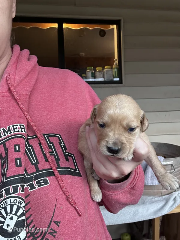 Roxie (pink) – Golden Retriever puppy for sale in Show Low, AZ