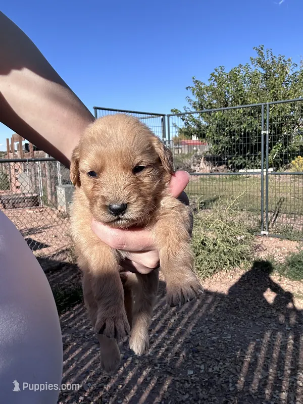 Marley (purple) – Golden Retriever puppy for sale in Show Low, AZ