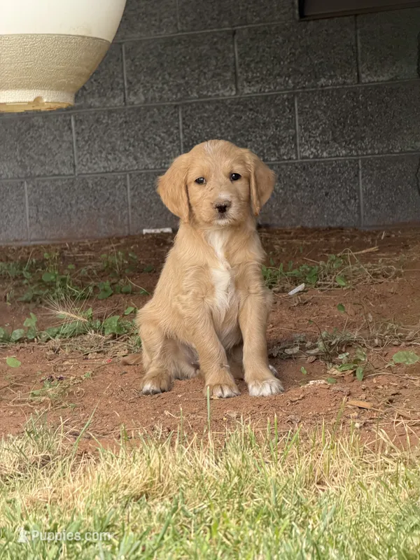 Orion – Goldendoodle puppy for sale in Show Low, AZ