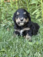 Scout, a male Golden Retriever and Poodle - Standard  for sale in Show Low, AZ – 3 of 5