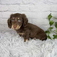 Cleo, a male Miniature Dachshund for sale in Fresno, OH – 2 of 7
