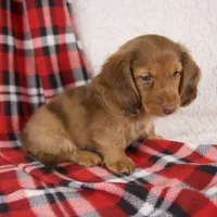 Evan, a male Miniature Dachshund for sale in Fresno, OH – 2 of 9