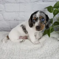 Hazel, a female Miniature Dachshund for sale in Fresno, OH – 2 of 9