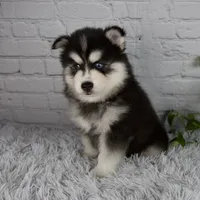 Tucker, a male Pomsky for sale in Fresno, OH – 2 of 6