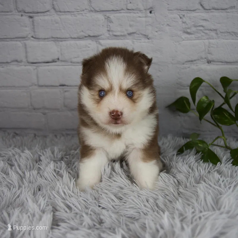 Quincy – Pomsky puppy for sale in Fresno, OH