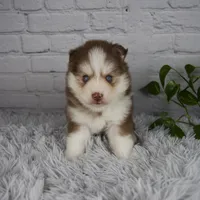 Quincy, a male Pomsky for sale in Fresno, OH – 1 of 5
