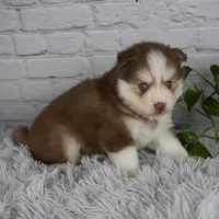 Quincy, a male Pomsky for sale in Fresno, OH – 3 of 5