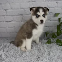 Trevor, a male Pomsky for sale in Fresno, OH – 3 of 5