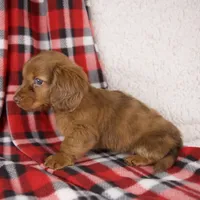 Elvis, a male Miniature Dachshund for sale in Fresno, OH – 6 of 8
