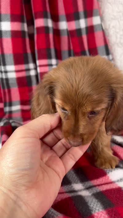 Elise, a female Miniature Dachshund for sale in Fresno, OH – 9 of 9