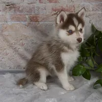 Gracie, a female Pomsky for sale in Fresno, OH – Photo 3 of 6