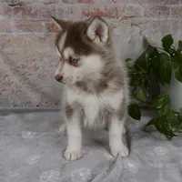 Gracie, a female Pomsky for sale in Fresno, OH – Photo 6 of 6