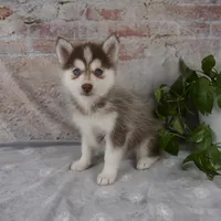 Gracie, a female Pomsky for sale in Fresno, OH – Photo 1 of 6