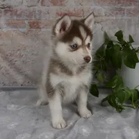 Gracie, a female Pomsky for sale in Fresno, OH – Photo 2 of 6