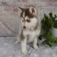 Gracie, a female Pomsky for sale in Fresno, OH – Photo 4 of 6