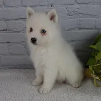 Nicky, a male Pomsky for sale in Fresno, OH – Photo 3 of 8
