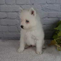 Nicky, a male Pomsky for sale in Fresno, OH – Photo 8 of 8