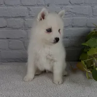 Nicky, a male Pomsky for sale in Fresno, OH – Photo 7 of 8