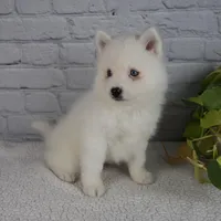 Nicky, a male Pomsky for sale in Fresno, OH – Photo 4 of 8