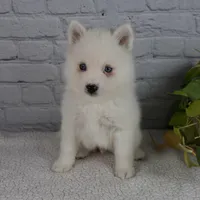 Nicky, a male Pomsky for sale in Fresno, OH – Photo 1 of 8