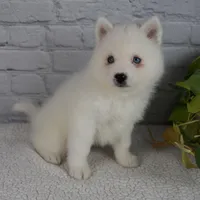 Nicky, a male Pomsky for sale in Fresno, OH – Photo 5 of 8