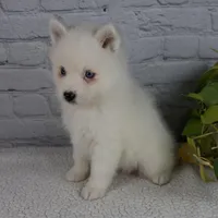 Nicky, a male Pomsky for sale in Fresno, OH – Photo 6 of 8