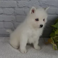 Nicky, a male Pomsky for sale in Fresno, OH – Photo 2 of 8