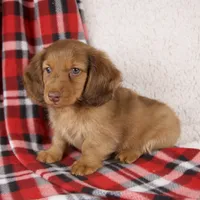 Evan, a male Miniature Dachshund for sale in Fresno, OH – 3 of 9
